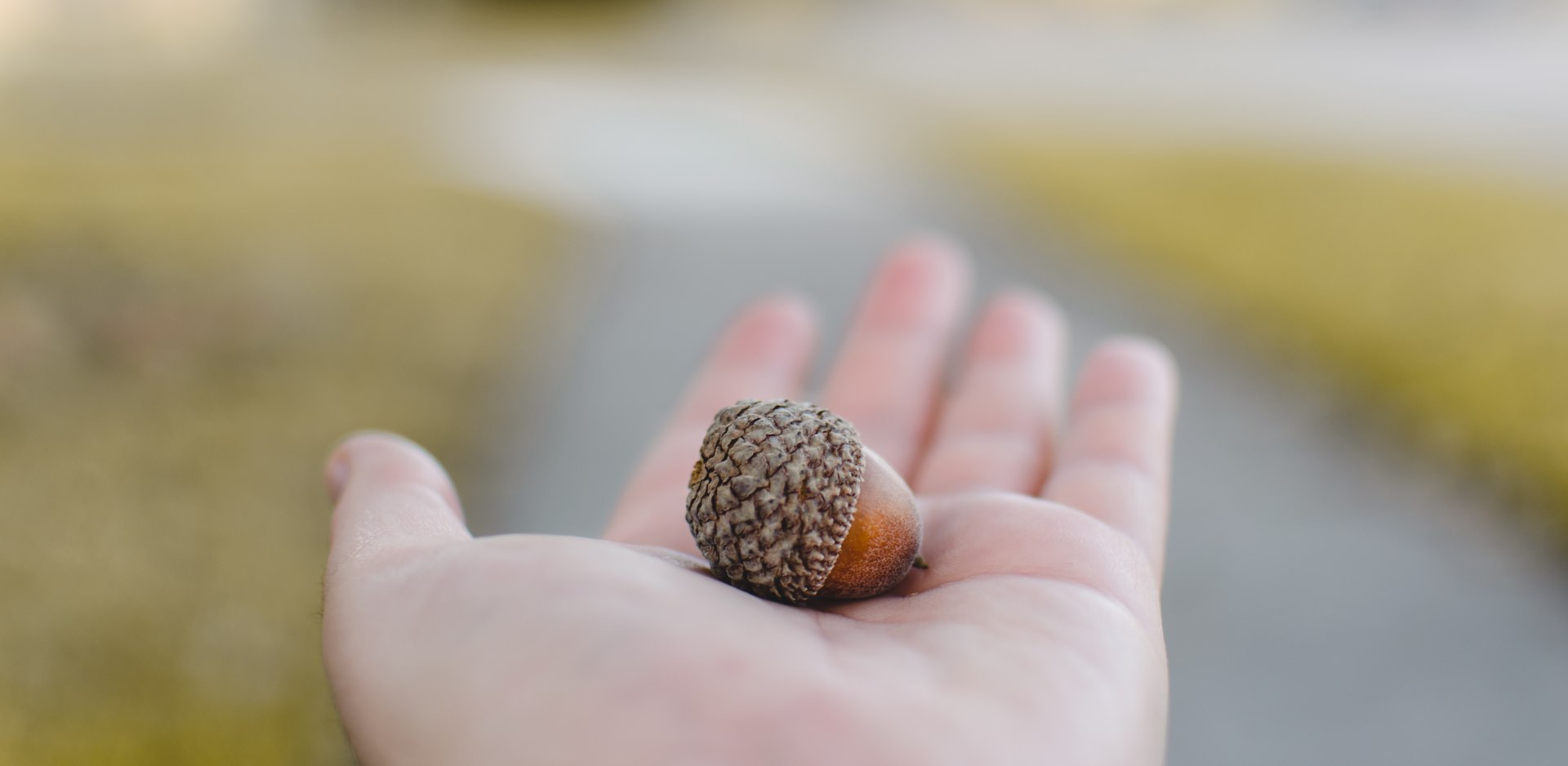 acorn