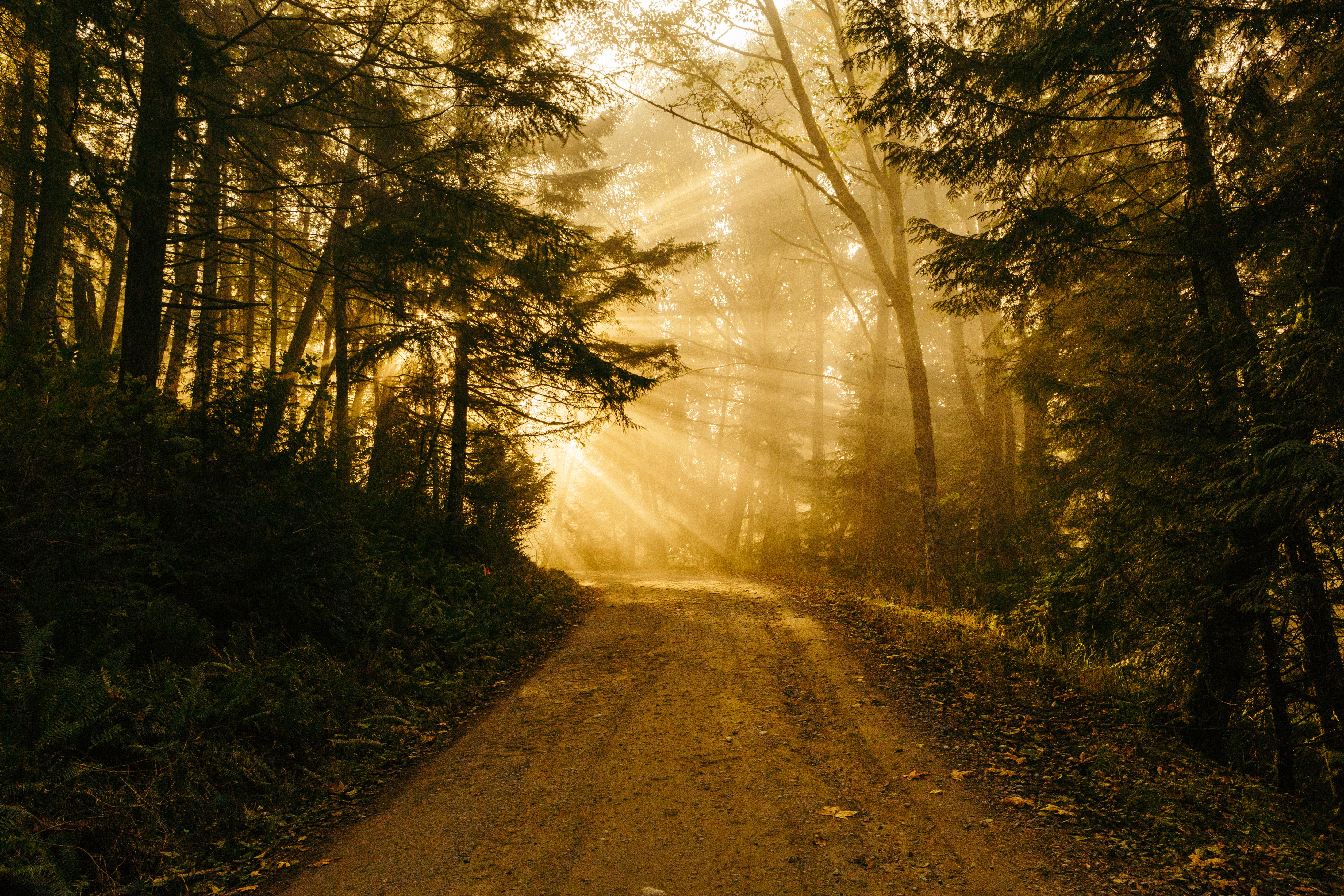path (1)