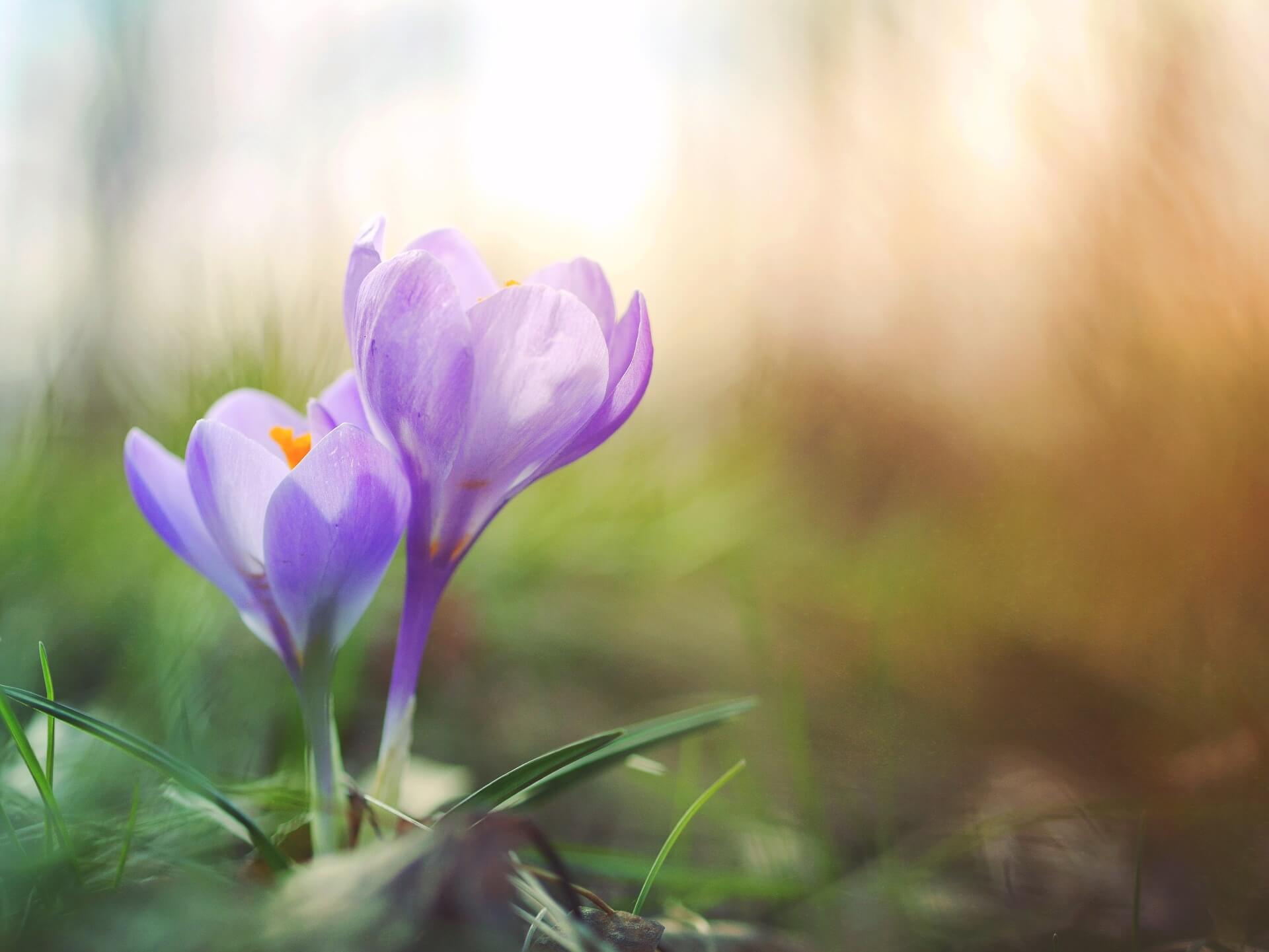 spring-