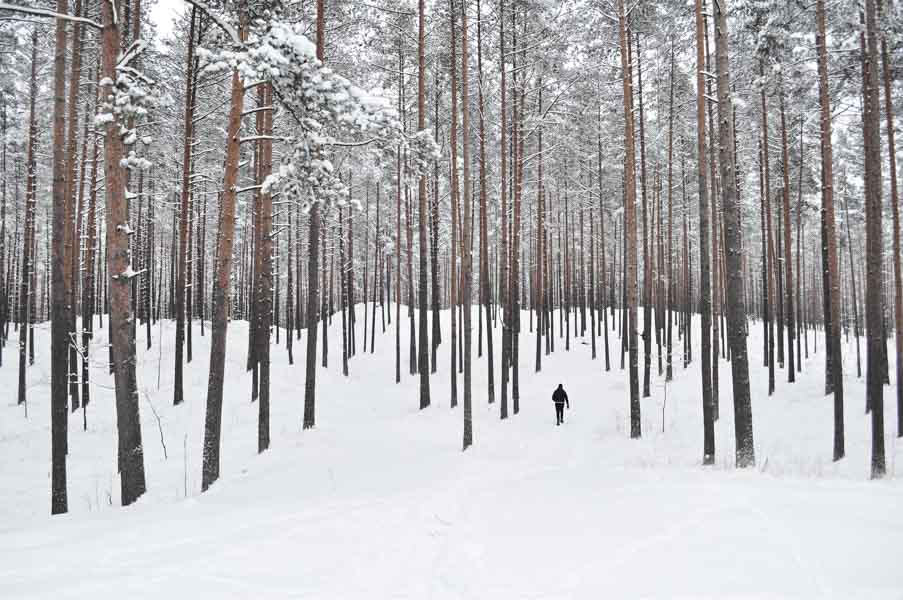 wintertree