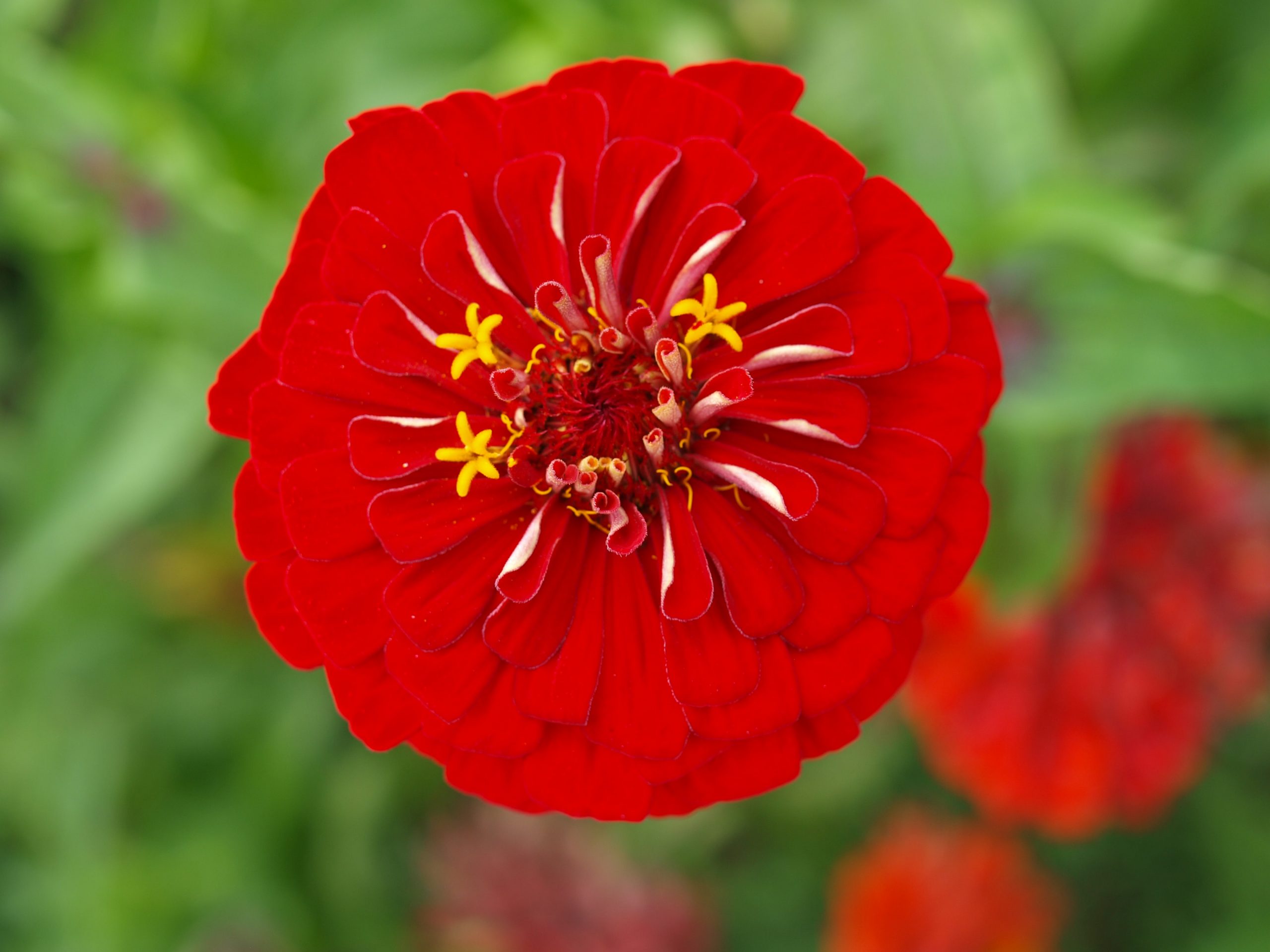 diane-helentjaris-VXz3ABxN2ng-unsplash